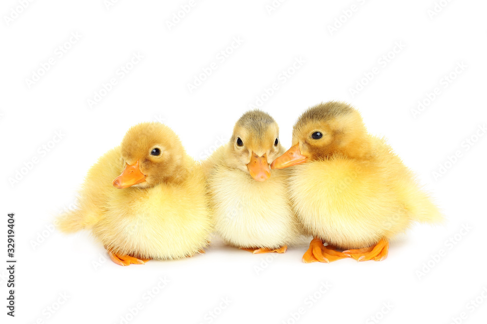Cute duck Cute duck