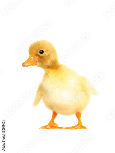 Cute duckling isolated