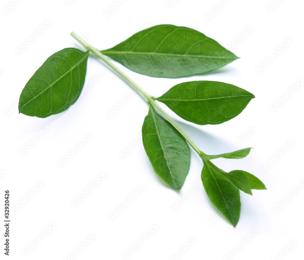 Henna leaves Henna leaves