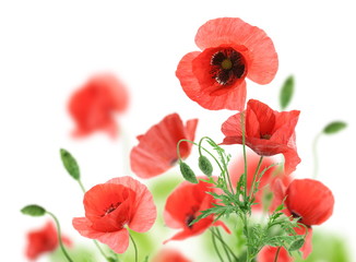 Papier peint photo Coquelicots Coquelicots rouges isolés sur fond blanc  © volff