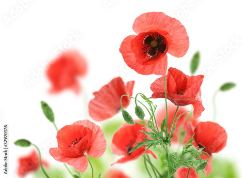 Fototapeta Naklejka Na Ścianę i Meble -  Beautiful red poppies isolated on a white background.