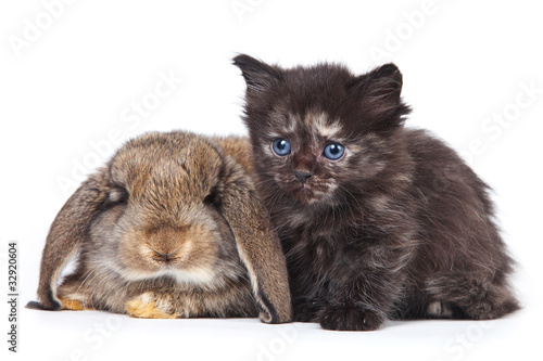 Kitten and rabbit on white