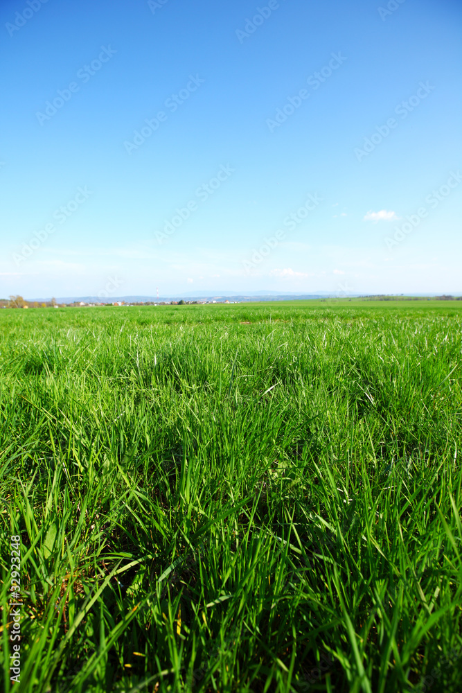 green grass green grass