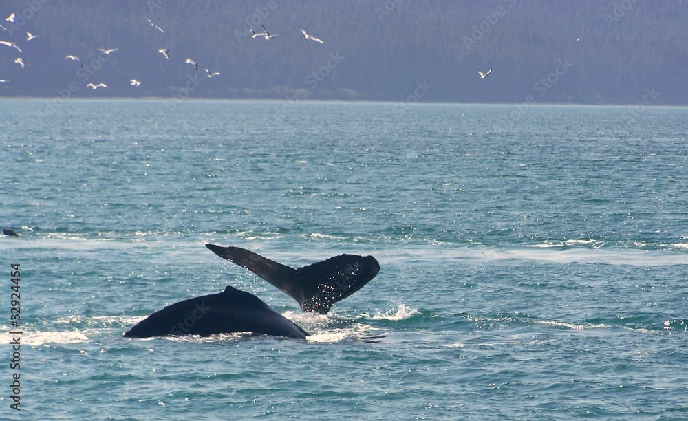 Fototapeta premium Whales