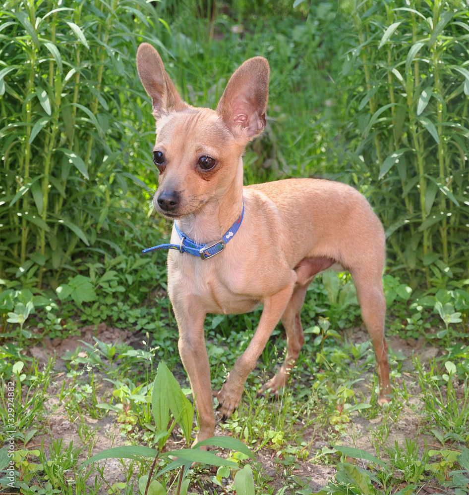 The toy terrier costs on the earth