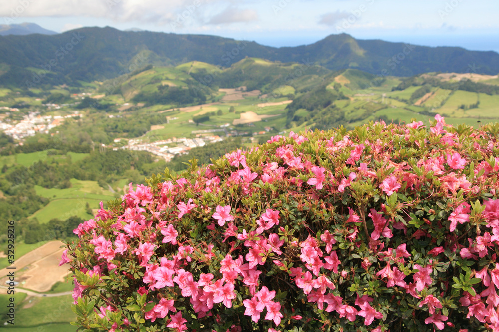 view on mountains and flowers
