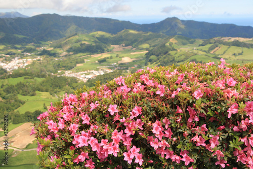 view on mountains and flowers