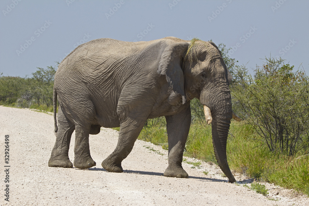 Obraz premium Elefantenbulle