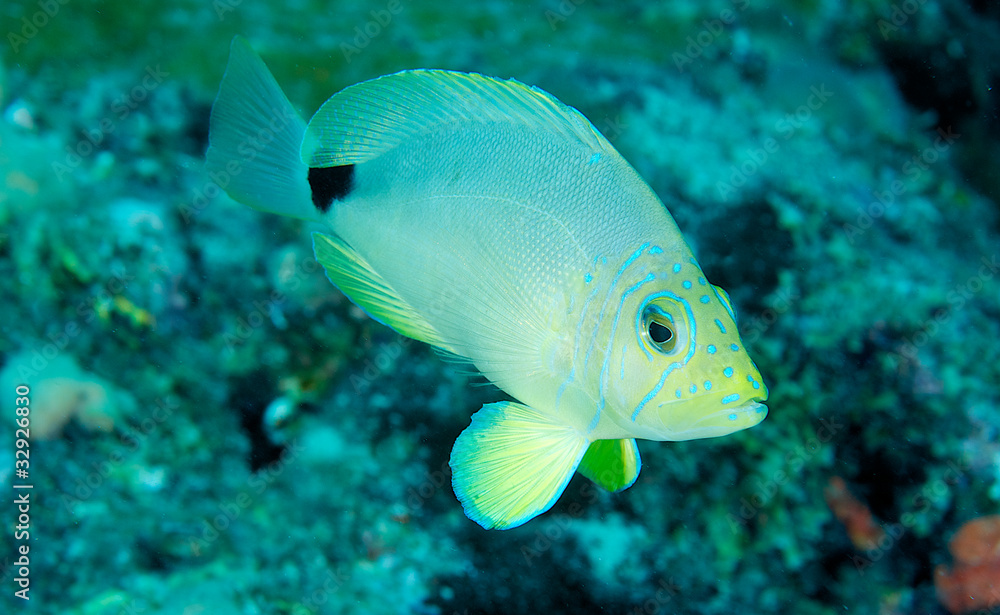 A Butter Hamlet hovering over a coral reef. A Butter Hamlet hovering over a coral reef.