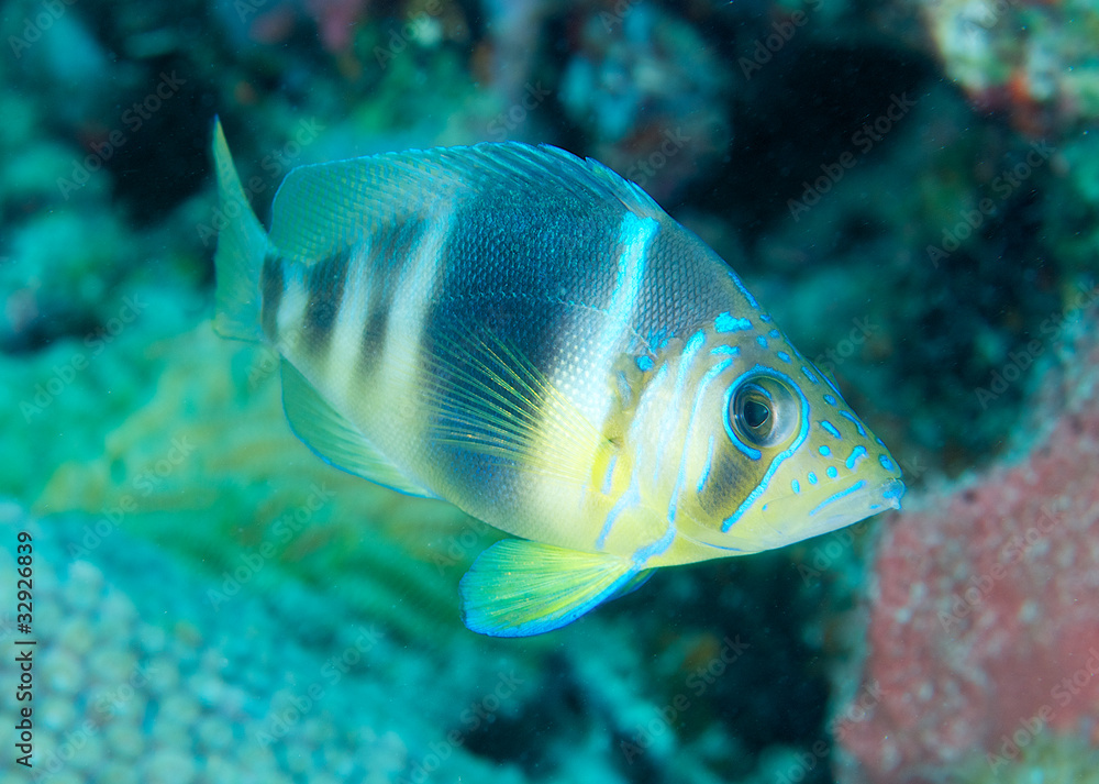 A Barred Hamlet hovering over a coral reef. A Barred Hamlet hovering over a coral reef.