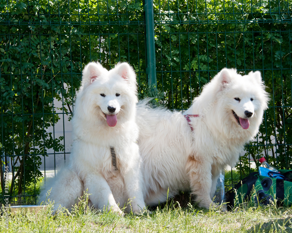Samoyed dog Samoyed dog