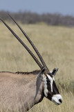 Portrait einer Oryxantilope