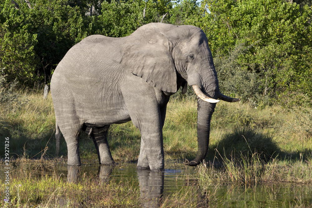 Obraz premium Elefantenbulle