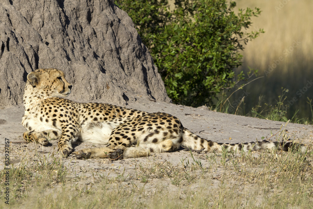 Gepard