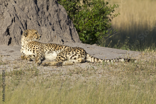 Photography Gepard