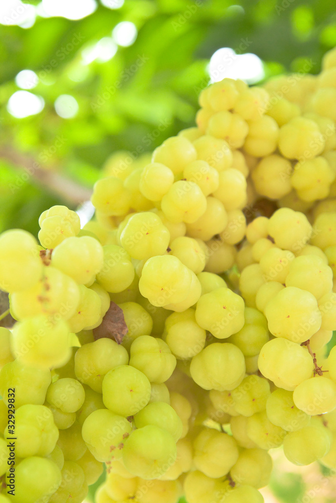 Tropical Fruit ,Thai native fruit name in thai is Tropical Fruit ,Thai native fruit name in thai is