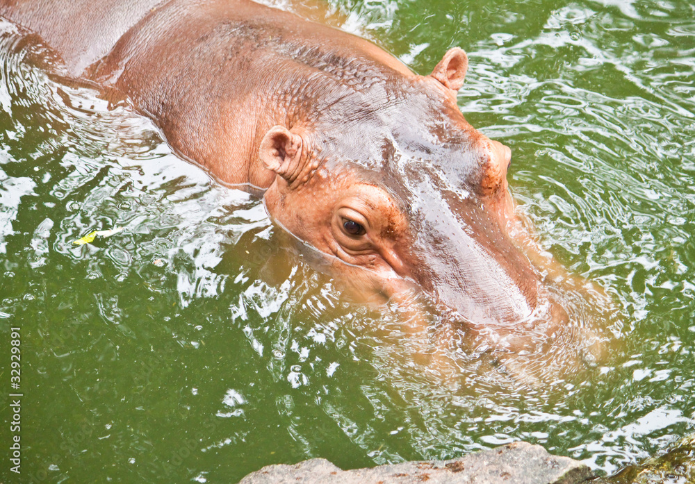 Fototapeta premium hippopotamuses