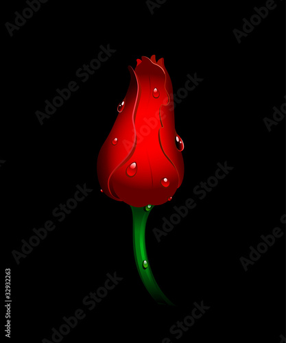 Beautiful red tulip on black #32932263