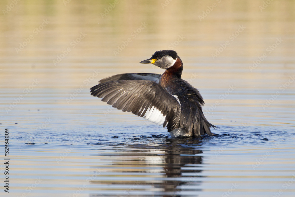 Fototapeta premium Rothalstaucher