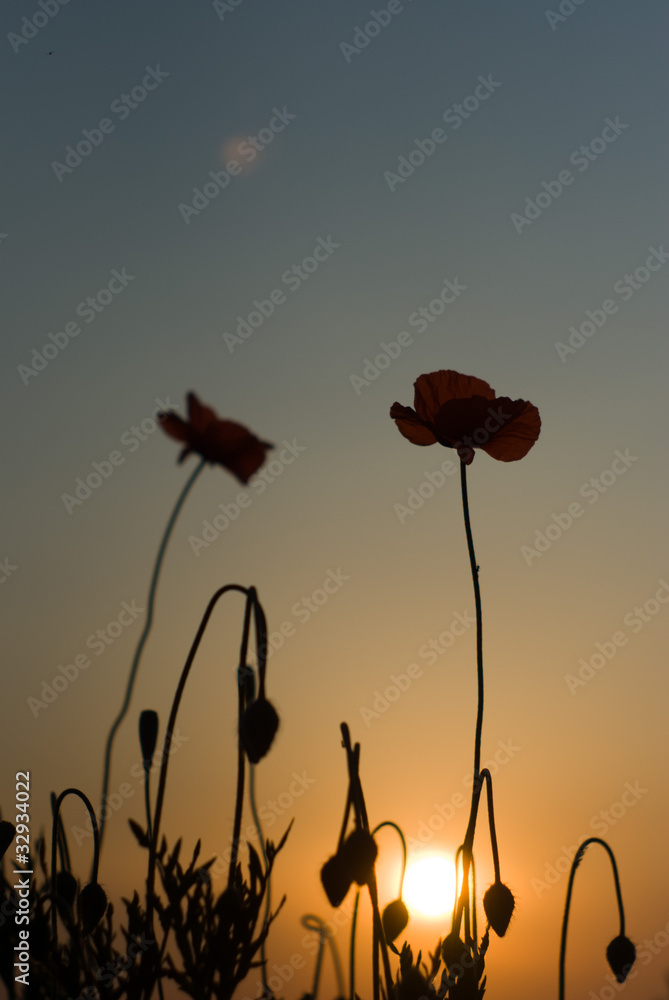 Naklejka premium flowers