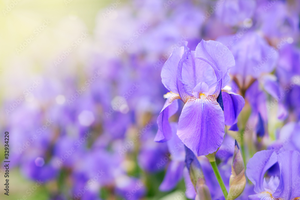 Fototapeta premium Violet iris