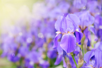 Papier peint photo Iris Iris violet en pleine floraison  © Mikhailov Studio