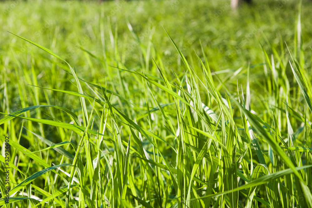 The grass shined by the sun, close up The grass shined by the sun, close up