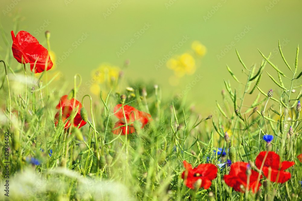Fototapeta premium wild poppies