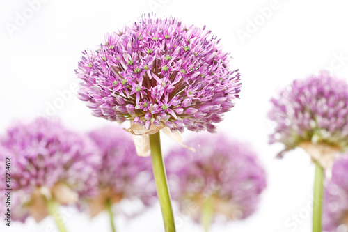 Fototapeta Naklejka Na Ścianę i Meble -  beautiful flowers