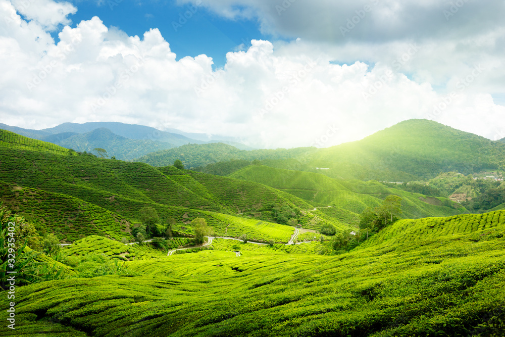 Tea plantation Cameron highlands, Malaysia Tea plantation Cameron highlands, Malaysia