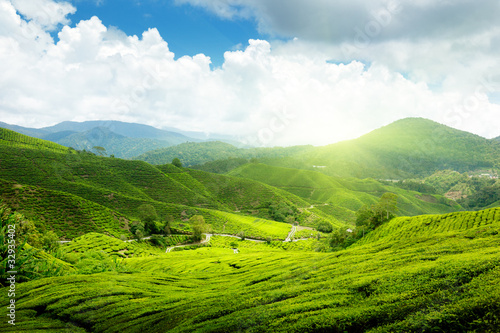 Tea plantation Cameron highlands, Malaysia