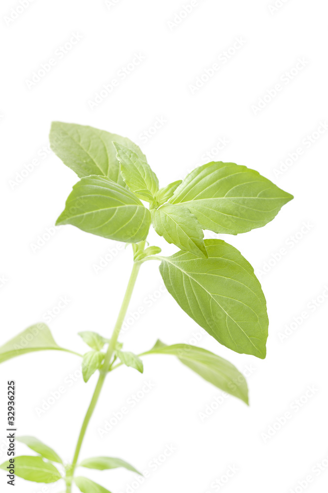 Twig of lemon basil Twig of lemon basil
