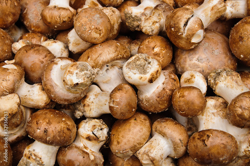 Pile of fresh wild mushrooms in a market stand