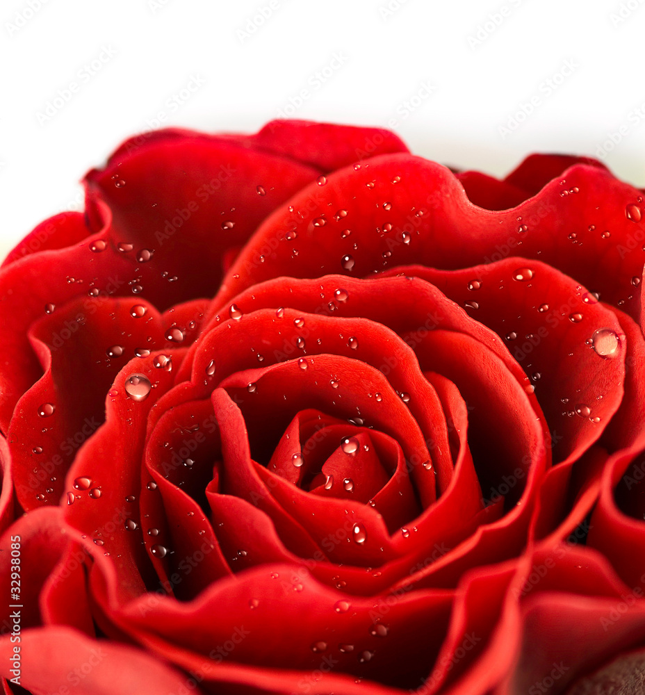 Single red rose bud