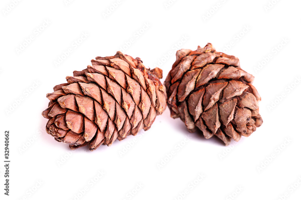 Pine cones Pine cones