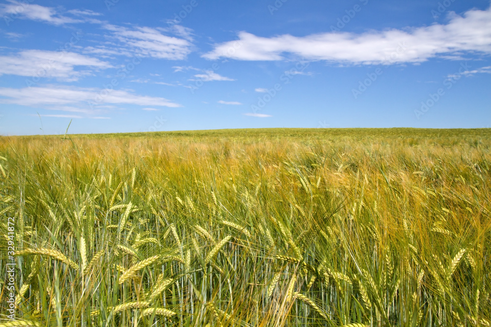 Obraz premium Gerstenfeld (Hordeum) in Bayern
