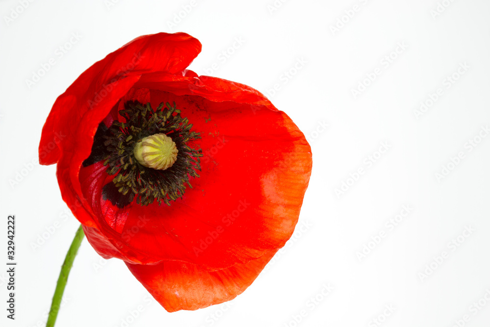 Blühende Mohnblume (Papaver Rhoeas), freigestellt Blühende Mohnblume (Papaver Rhoeas), freigestellt