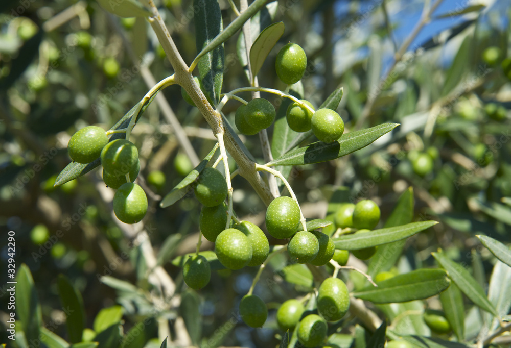 Olive Olive