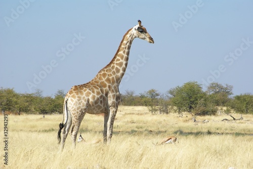 Fototapeta Naklejka Na Ścianę i Meble -  Giraffe in Etosha