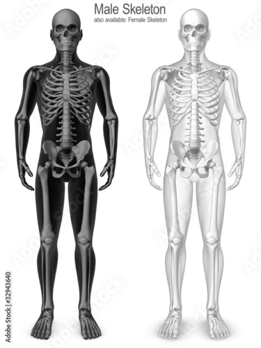 male skeleton