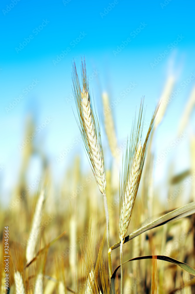 Fototapeta premium wheat over blue sky