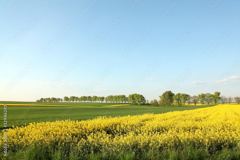 Spring landscape in a sunny cloudless day