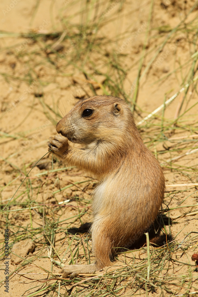 Baby prairie dog eating Baby prairie dog eating