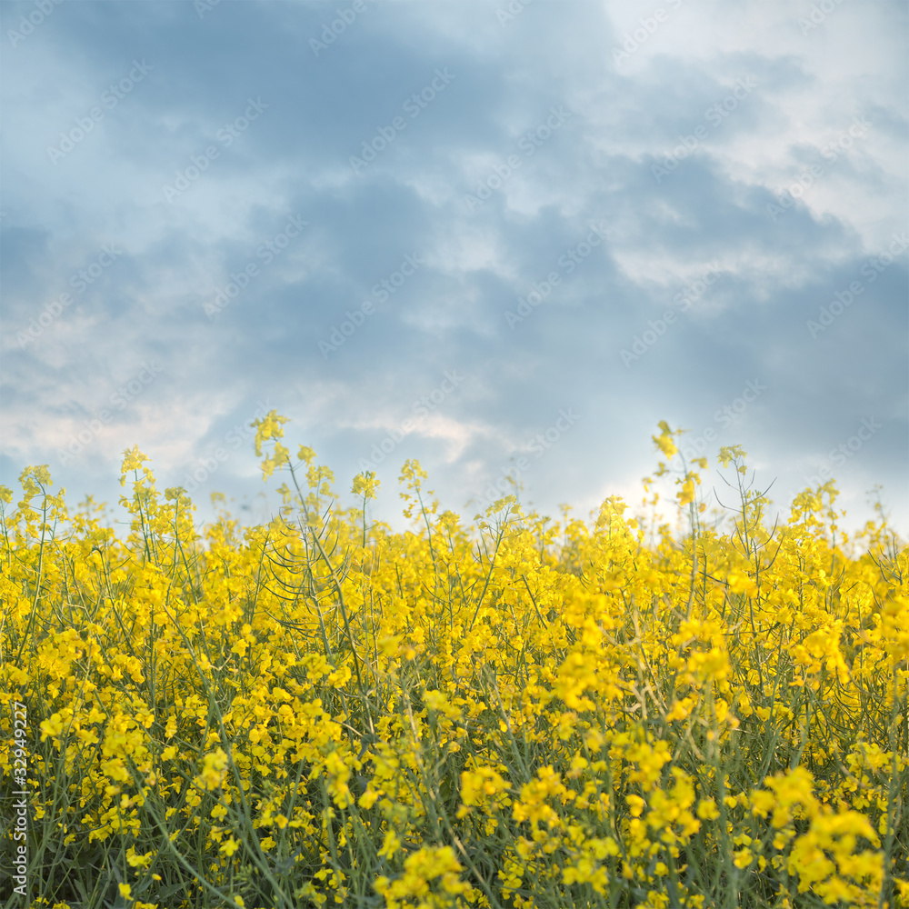 Rapeseed field scene Rapeseed field scene
