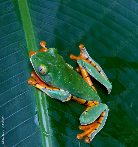 tiger legged monkey tree frog photo