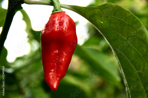 IMG_2395_bhut_jolokia_fruit photo