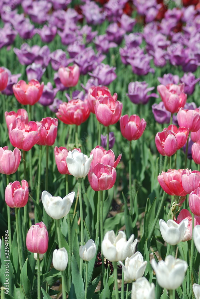 flowers background from tulips flowers background from tulips