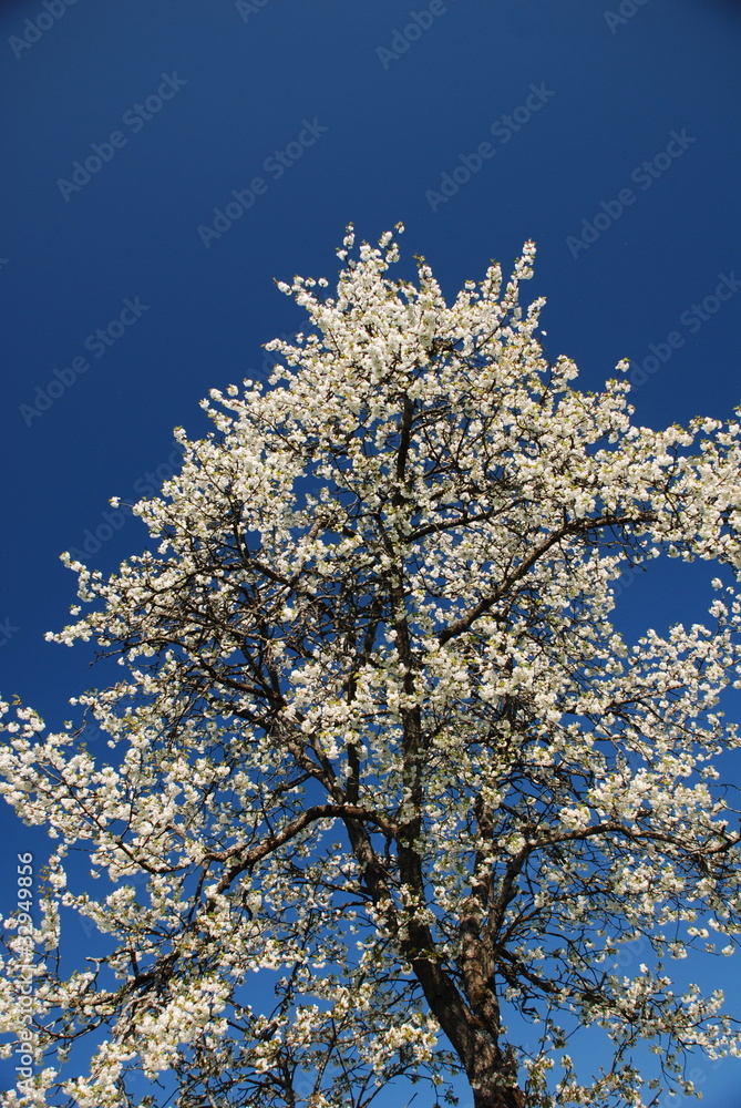 Blossoming Tree, Tyrol