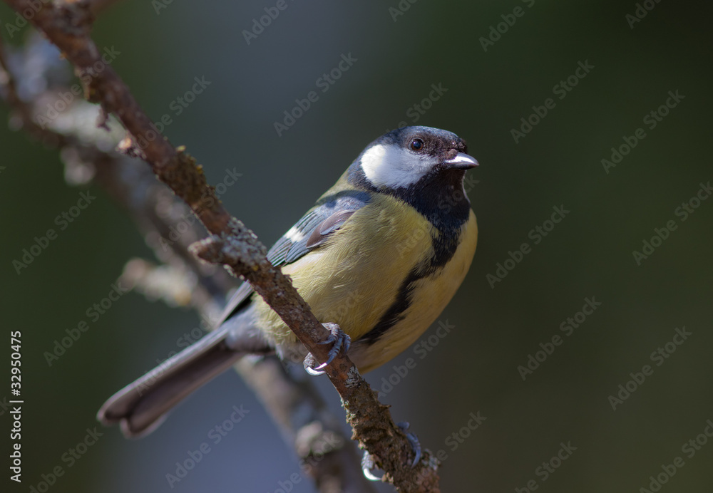 titmouse on a branch