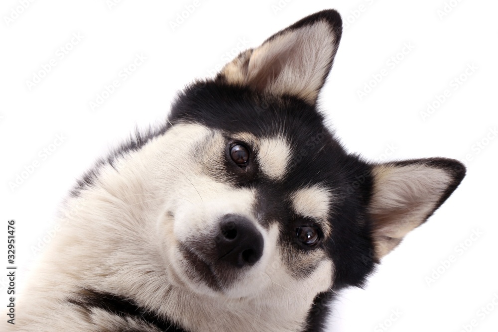 Obraz premium Junghund Husky Portrait